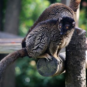 Common Brown Lemur