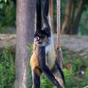 Black-handed Spider Monkey