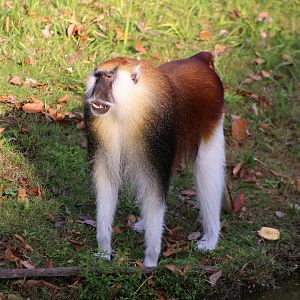 Heuglin's Patas Monkey (Erythrocebus poliophaeus)