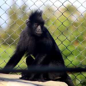 Indochinese Black Langur (Trachypithecus ebenus)