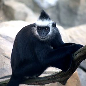 Laotian Langur (Trachypithecus laotum)