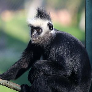 Laotian Langur (Trachypithecus laotum)
