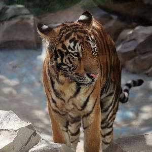 Siberian Tiger