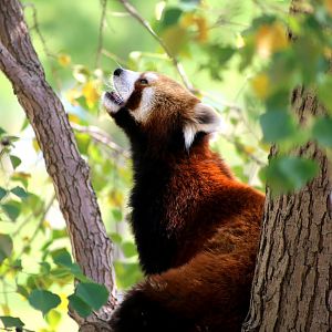 Red Panda