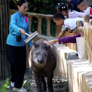 South American Tapir