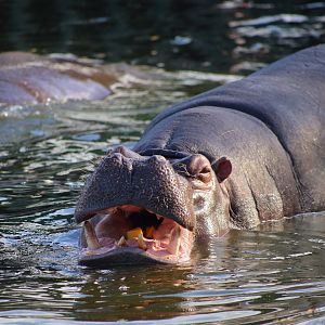 Hippopotamus