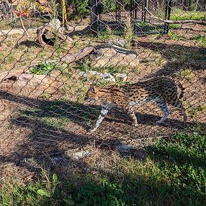 Serval at the Greensboro Science Center