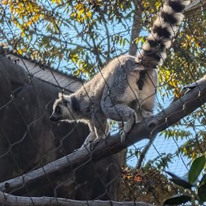 Ring-tailed Lemur