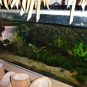Helsingborg Djurpark - Greenhouse - Shrimp tank