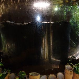 Helsingborg Djurpark - Greenhouse - Silver dollar tank