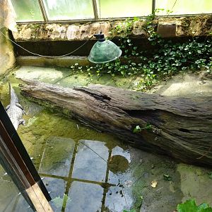 Helsingborg Djurpark - Greenhouse - Alligator exhibit