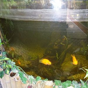 Helsingborg Djurpark - Greenhouse - Mixed fish tank