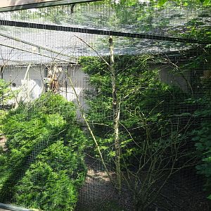 Helsingborg Djurpark - Estrildid aviary