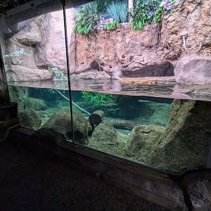 Platypus Enclosure