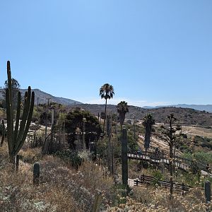 View Across to Condor Aviary and Asian Savannah/African Plains Beyond