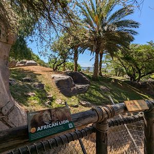 African Lion Enclosure