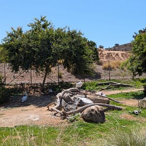 Killer Pelicans and Their Freshly Stripped Buffalo Carcass