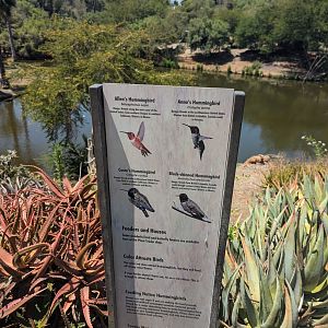 Sign About Wild Hummingbirds