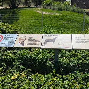 Sign About Domestic Dog with Cheetahs