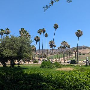 Cheetah Enclosure with African Plains and Giraffes Behind