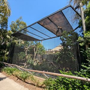 Rhinoceros Hornbill Aviary