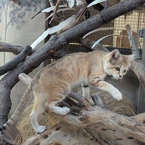 Sand Cat
