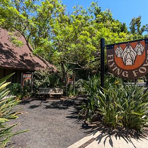 Rodriguez Fruit Bat Exhibit