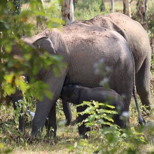 Elephant and Nursing Baby - Kui Buri National Park