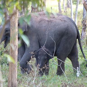 Mother and Baby Elephant - Kui Buri National Park