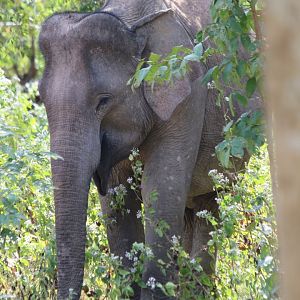 Asian Elephant - Kui Buri National Park