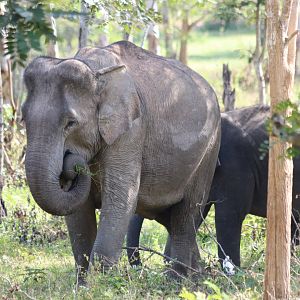 Asian Elephants Feeding - Kui Buri National Park