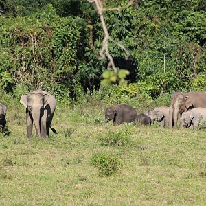 Elephant Herd with Many Youngsters - Kui Buri National Park
