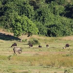 Asian Elephants and Gaur- Kui Buri National Park