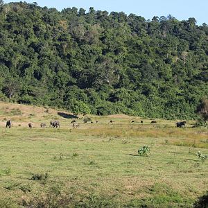 Gaur and Elephant Herds Coming Out of the Forest to Feed - Kui Buri National Park