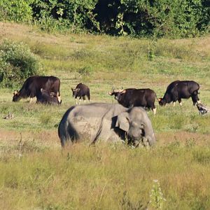 Elephant in Front of Gaur- Kui Buri National Park