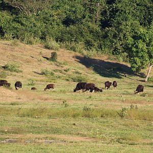 Gaur Herd, Including Youngsters - Kui Buri National Park