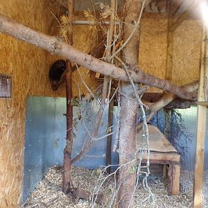 American tree porcupine indoors 14.10.23