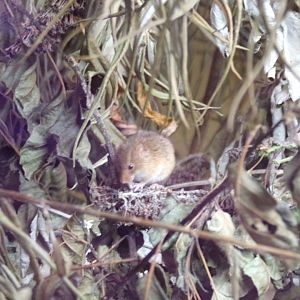 Harvest mouse 14.10.23