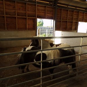 Pony stables 14.10.23