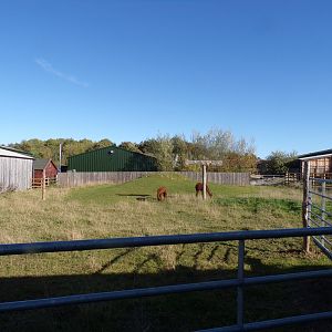 Alpaca paddock 14.10.23