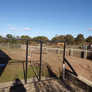 Brazillian tapir & capybara enclosure hardstanding 14.10.23