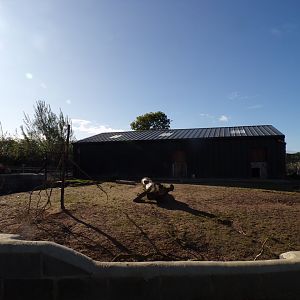 Brazillian tapir & capybara hardstanding enclosure 14.10.23