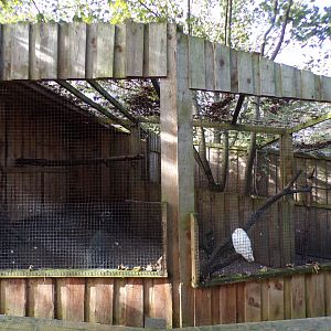 Snowy owl aviary 14.10.23