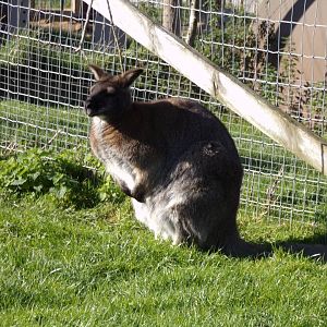 Bennett’s wallaby 14.10.23