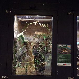 Macleay’s spectre terrarium 14.10.23