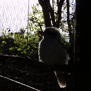 Kookaburra silhouette 14.10.23
