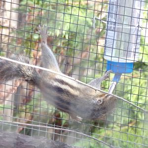 Siberian chipmunk 14.10.23
