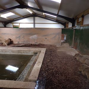 Capybara indoors 14.10.23