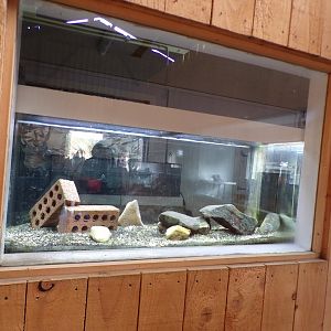 One of the white-clawed crayfish tanks in the breeding area 14.10.23