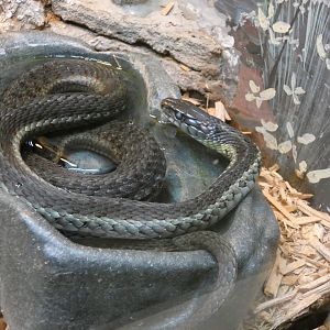 ID? - Trailside Museums and Zoo